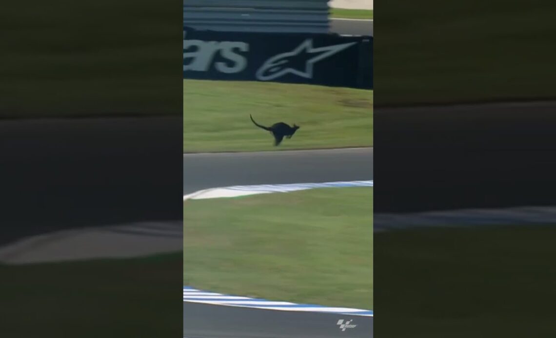 Fastest marsupial on track 🔥 #AustralianGP 🇦🇺