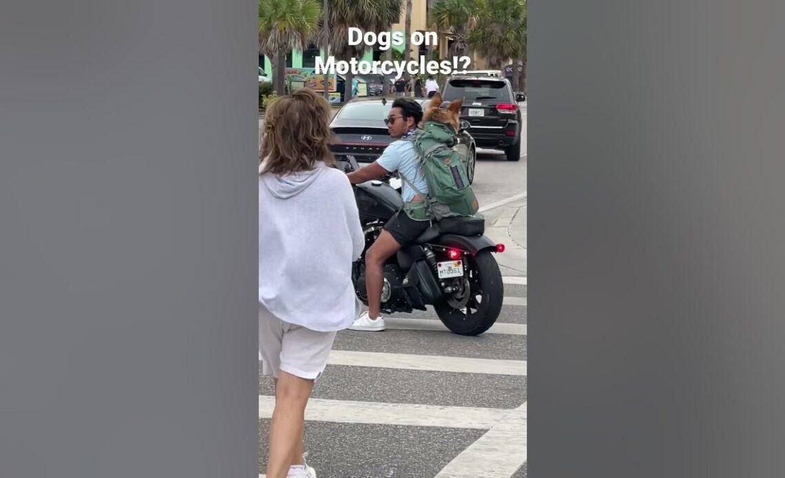Dogs on Motorcycles! BAD IDEA or GOOD IDEA? 🐕 💡