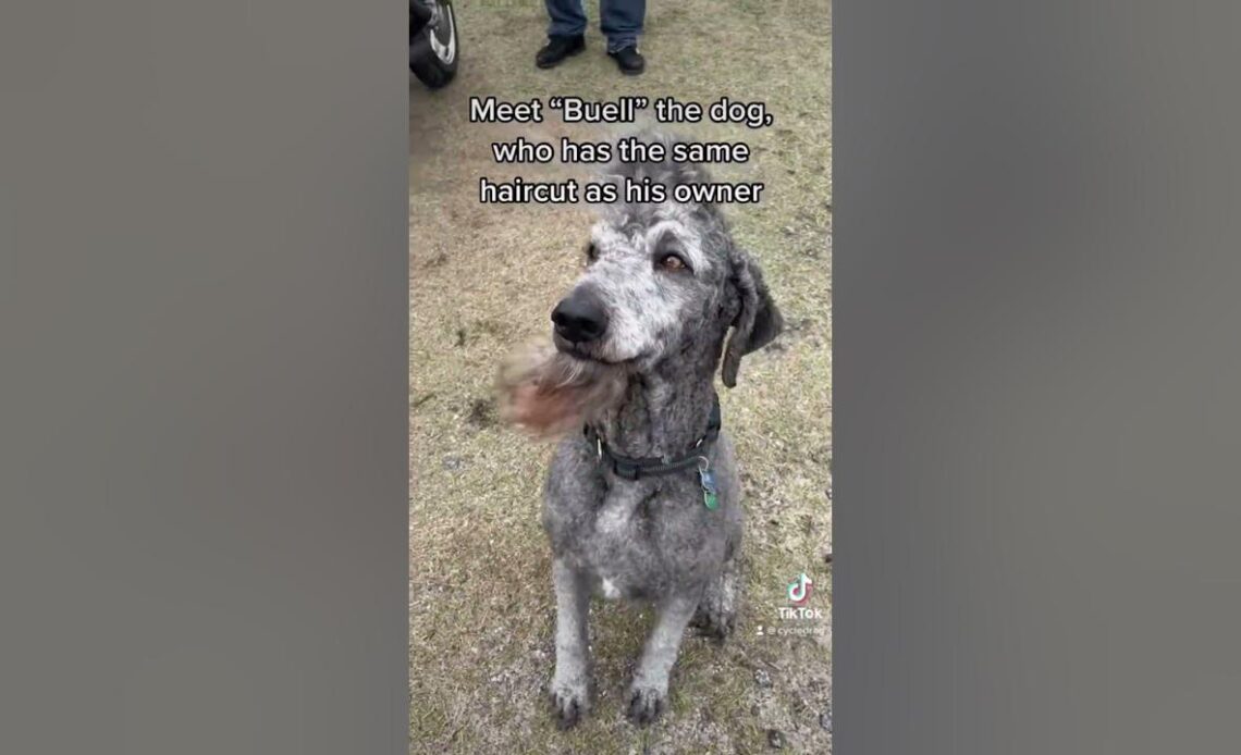 Motorcycle Dog Has Same Haircut as Owner!