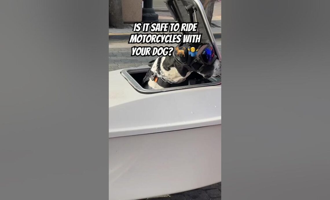 Dog Rides in Trailer Behind Motorcycle 😮 🐕 🏍️ at Daytona Bike Week