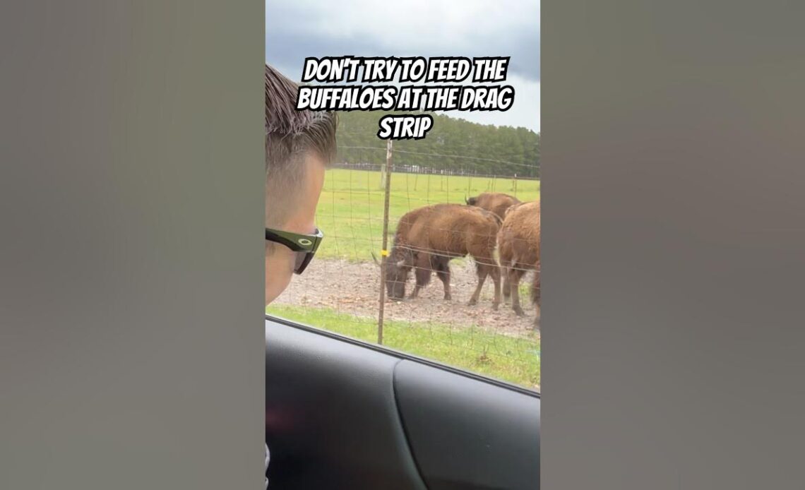 Don’t Try to Feed the Buffaloes at the Drag Strip!